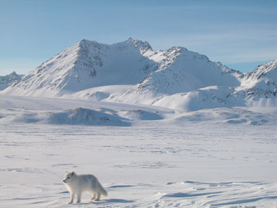 Renard polaire en livrée d'hiver au Spitsberg (Norvège)