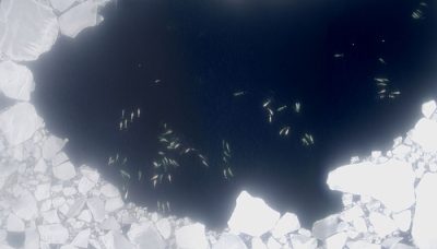 Groupe de Bélugas en mer de Bering
