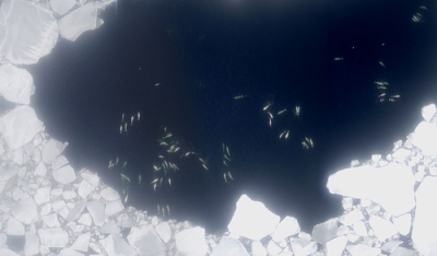 Groupe de Bélugas en mer de Bering
