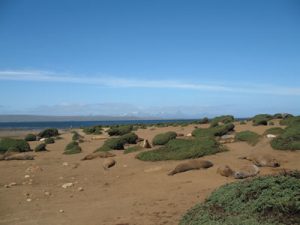 Sur le littoral des îles Kerguelen, les passages répétés des éléphants de mer peuvent entraîner une fragmentation de la végétation et une érosion importante