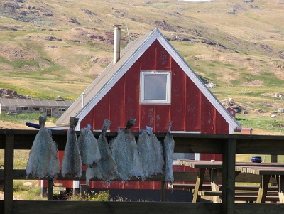 Alimentation traditionnelle au Groenland : séchage de poissons