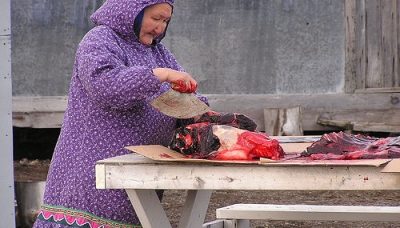 Alimentation traditionnelle inuite : Alice coupe la viande de phoque avec un ulu, Inuvialut, Canada