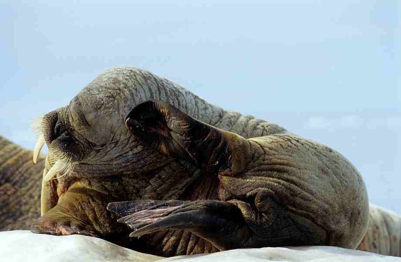 Jeune morse se grattant, Nunavut