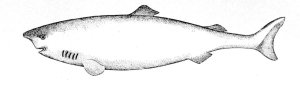 Requin du Groenland - Somniosus microcephalus