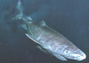 Requin du Groenland - Somniosus microcephalus