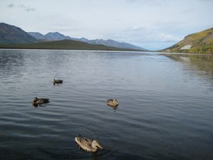 Canards sauvages - Alaska