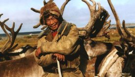 L’éleveur de rennes lie son sort à celui de son troupeau - Région de Basse Kolyma, Yakoutie