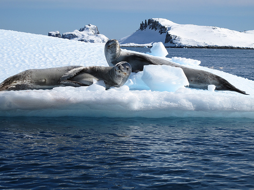 Couple de léopards de mer en Antarctique