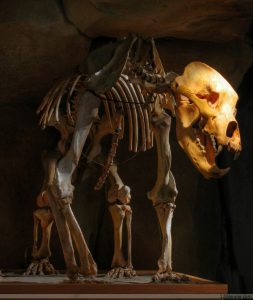 Squelette fossilisé d'un ours des cavernes du Pléistocène supérieur