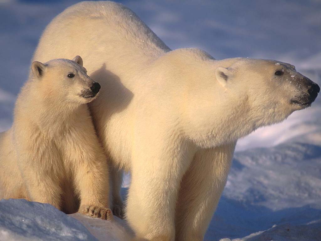 Des traces de l'ours blanc dans le génome de l'ours brun - Sciences et  Avenir