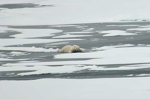 Ours polaire glissant sur une fine couche de glace marine