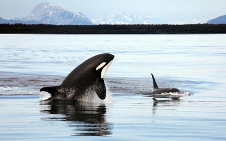 Orques en Alaska
