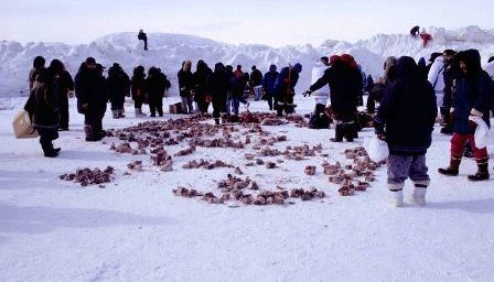 Communauté inuite se partageant de la viande de morse fermentée
