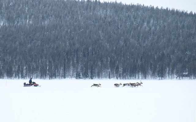 Travail avec les rennes en Scandinavie