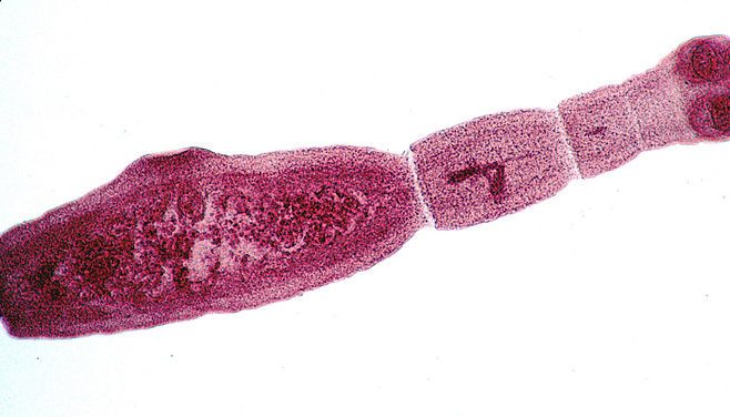 Echinococcus multilocularis adulte