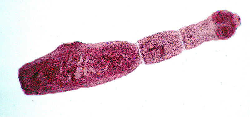 Echinococcus multilocularis adulte