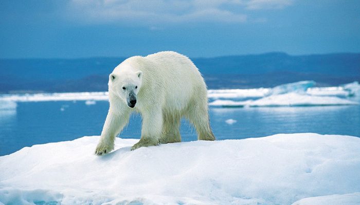 Ours polaire sur glace flottante de la Baie Wager (Nunavut)