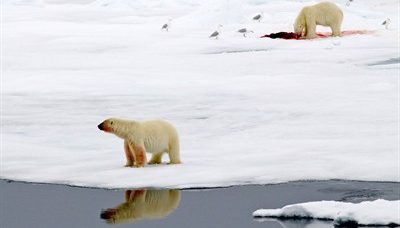 Ours polaires sur la banquise du Svalbard avec des restes de phoque