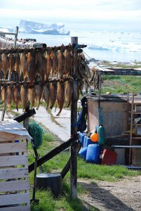 Séchage de poissons au Groenland
