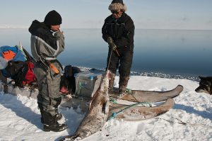 Chasseurs de phoques au Groenland
