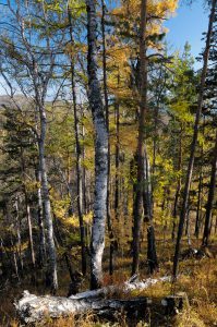Bouleaux et mélèzes de la forêt boréale (taïga) de la région du Baïkal, en Russie