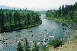 Rivière Chaya et taïga de conifères en Sibérie orientale