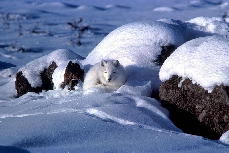 Renard polaire blotti dans la neige (avec laquelle il se confond) à l'abri d'un rocher en Alaska