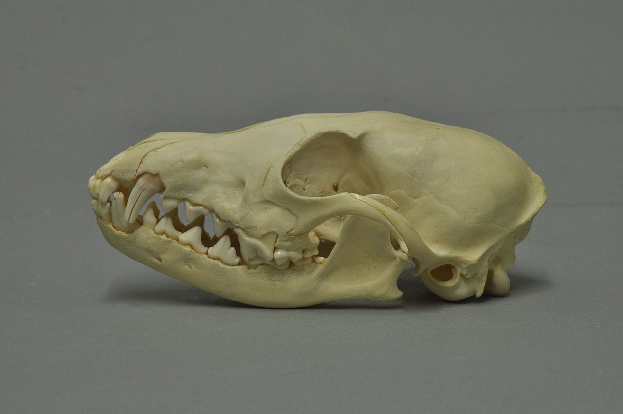 Crâne de renard arctique actuel
