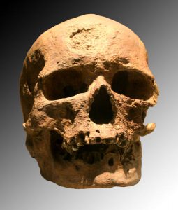 Crâne de l’homme de Cro-Magnon (Homo sapiens) daté de 30 000 ans environ