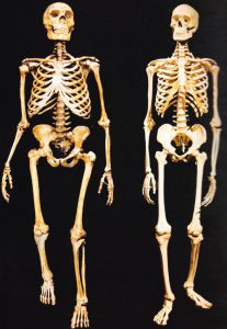 Comparaison entre les squelettes de l'homme moderne (à droite) et de l'homme de Néandertal (à gauche)
