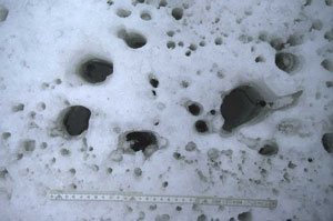 Trous à cryoconite à la surface d'un glacier himalayen
