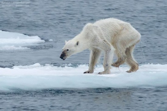 Ours polaire famélique en quête de nourriture sur un reliquat de banquise au Svalbard