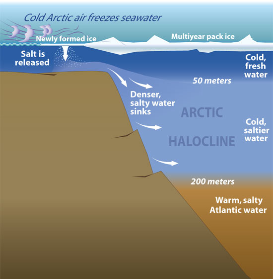 Stratification des eaux de l'océan Arctique