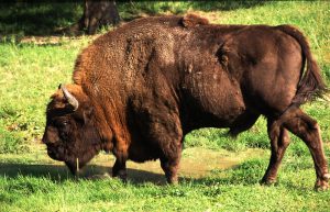 Le bison d'Europe était contemporain des mammouths