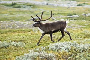 Un renne (aussi appelé caribou) dans les Alpes scandinaves de Suède
