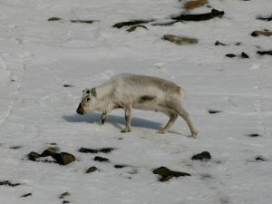 Mâle en quête de nourriture ayant perdu ses bois (qui tombent effectivement en hiver), à proximité de Longyearbyen, au Spitzberg