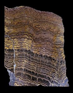 Stromatolites du Protérozoïque provenant des Andes boliviennes