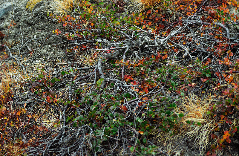 Arbuste rampant de la toundra du Groenland