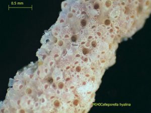 Celleporella_hyalina (Bryozoaire)
