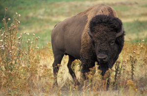 Bison (Bison bison) d’Amérique du Nord