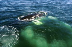 Baleine à bosse créant un "filet" de bulles