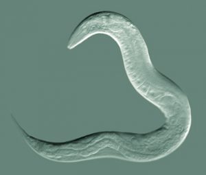 Un nématode Caenorhabditis elegans