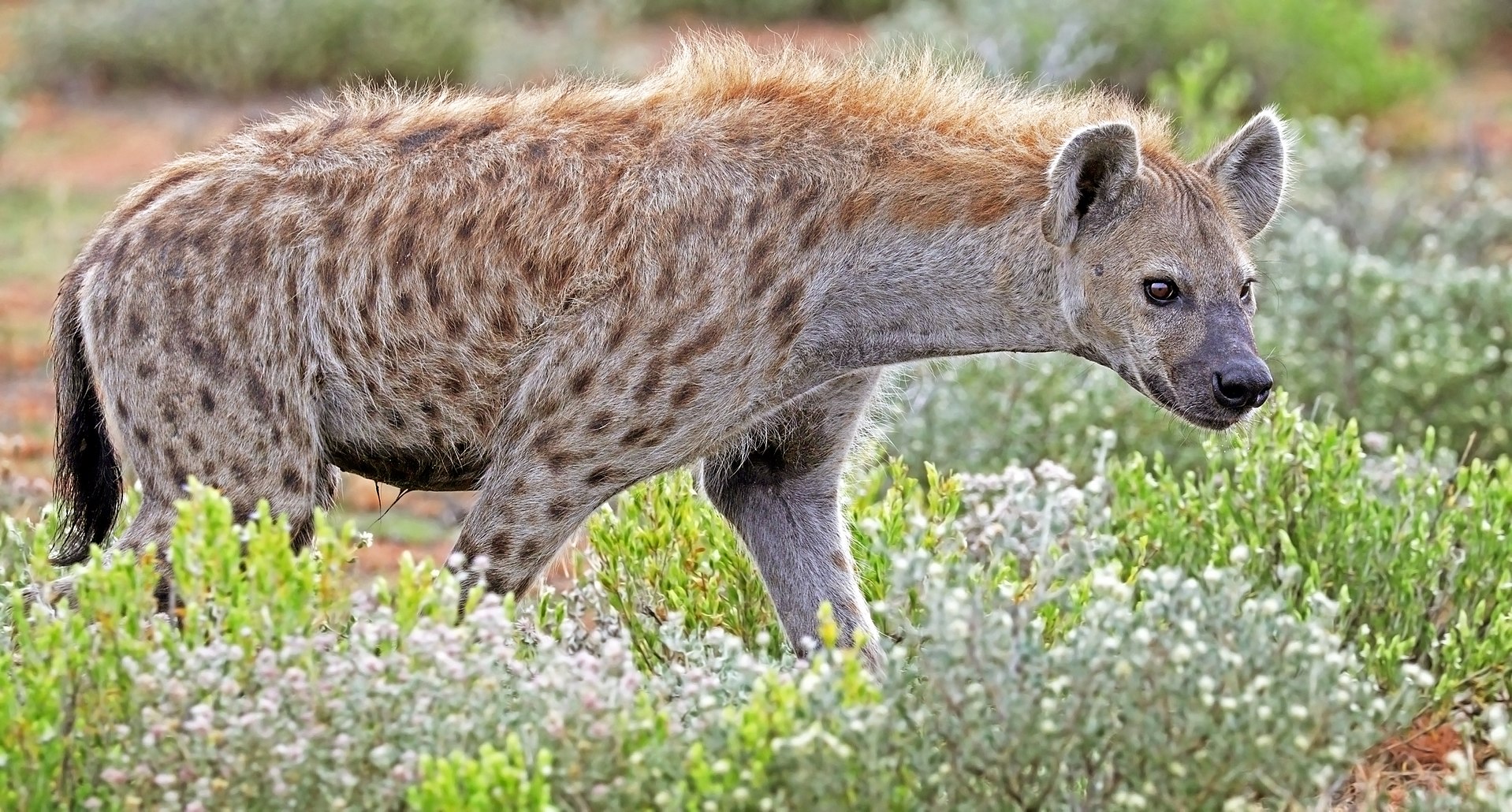 Hyène tachetée en Namibie