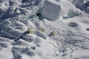 Groupe de trois ours polaires, en mars 2015, cheminant dans la neige sur un glacier d'un des fjords concernés
