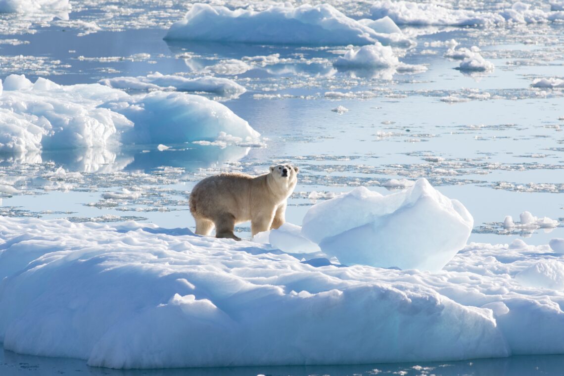 Ours polaire ayant pris pied (ou patte) sur un bloc de glace en provenance de l’un des glaciers de la région