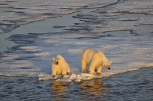 Ours polaires en bordure de banquise